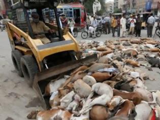 Φωτογραφία για Απίστευτη ΚΤΗΝΩΔΙΑ: Οι αρχές στο Καράτσι δηλητηρίασαν εκατοντάδες αδέσποτα σκυλιά [photos]