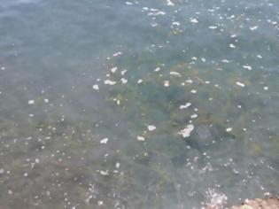 Φωτογραφία για Εντόπισαν πηγές ρύπανσης στη θάλασσα της Λεμεσού