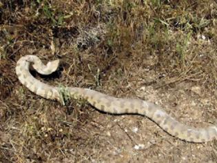 Φωτογραφία για Λευκωσία: Φίδια εντός κατοικημένων περιοχών