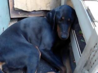 Φωτογραφία για Bρέθηκε ημιαιμο σκυλάκι στο Hράκλειο Aττικής - Μήπως το ψαχνει η οικογένειά του; [photos]