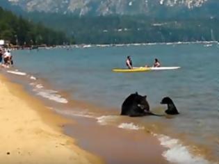 Φωτογραφία για Απιστευτο βίντεο! Έκαναν μπάνιο στη θάλασσα μαζί με μία... αρκούδα