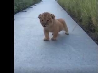 Φωτογραφία για Μικρό λιονταράκι προσπαθεί να σπείρει τον ΤΡΟΜΟ, αλλά τελικά είναι πολύ... ΓΛΥΚΟΥΛΙ [video]