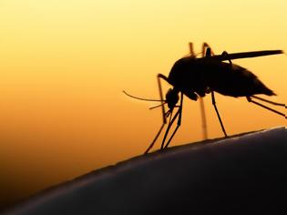 Φωτογραφία για Νέα κρούσματα ελονοσίας με ενδείξεις εγχώριας μετάδοσης