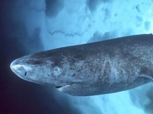 Φωτογραφία για Αιωνόβιοι οι καρχαρίες της Γροιλανδίας
