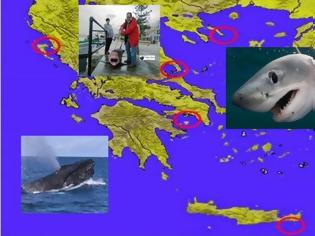 Φωτογραφία για Οι θανατηφόρες επιθέσεις καρχαριών στην Ελλάδα