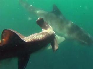 Φωτογραφία για Καρχαρίας εναντίον Καρχαρία - Η σπάνια καταγραφή της επίθεσης ενός τίγρη σε σφυροκέφαλο [video]
