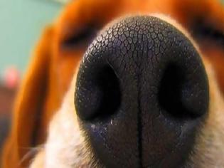 Φωτογραφία για Αυτός είναι ο σκύλος- θαύμα! Έχει εντοπίσει 550 περιπτώσεις καρκίνου