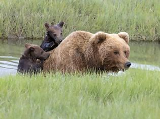 Φωτογραφία για Η συγκινητική στιγμή που η μαμά αρκούδα κουβαλά στην πλάτη το μικρό της που φοβάται το νερό!