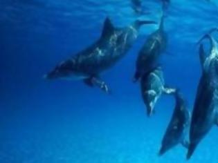 Φωτογραφία για Τα δελφίνια τραγουδάνε στα μωρά τους πριν γεννηθούν!