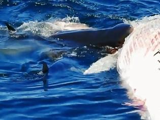 Φωτογραφία για ΤΡΟΜΑΚΤΙΚΟ!  5 καρχαρίες κατασπαράζουν μια φάλαινα - Οι λήψεις κόβουν την ανάσα! [video]