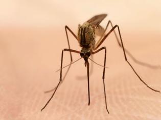 Φωτογραφία για Νέα αποτελεσματική μέθοδος για να εξολοθρεύσετε τα κουνούπια!