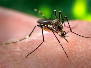 Φωτογραφία για Σε «καραντίνα» ο Δήμος Τεμπών λόγω ελονοσίας