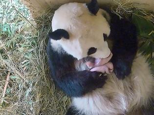 Φωτογραφία για Γιγάντιο panda ποζάρει με τα νεογέννητα δίδυμά του!