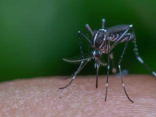 Φωτογραφία για Υπ. Υγείας για ελονοσία: Υπαρκτό αλλά ελεγχόμενο το πρόβλημα - Κίνδυνος διεθνούς δυσφήμισης