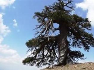 Φωτογραφία για Ψηλά στην Πίνδο το γηραιότερο δέντρο της Ευρώπης