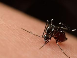 Φωτογραφία για ΙΣΠειραιά : Υπαρκτός ο κίνδυνος για επανεμφάνιση της ελονοσίας - Επιστολή σε ΕΚΕΠΥ