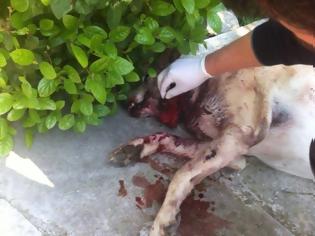 Φωτογραφία για Η κακοποίηση ζώων συνδέεται με την κακοποίηση ανθρώπων - Το προφίλ των ατόμων που κακοποιούν ζώα