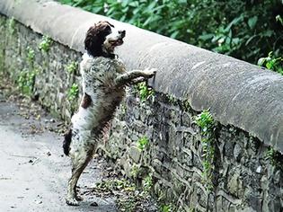 Φωτογραφία για Μυστήριο! Γιατί έκαναν  βουτιές θανάτου 560 σκύλοι από τη γέφυρα;