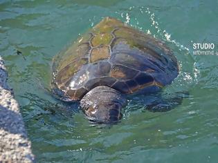 Φωτογραφία για Χτυπημένη χελώνα επέπλεε ανάμεσα σε λουόμενους στο Ναύπλιο