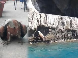 Φωτογραφία για Κρήτη: Βρήκαν χτυπημένο γυπαετό στα βράχια της θάλασσας [video]