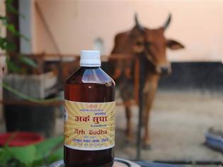 Φωτογραφία για Με… ούρα αγελάδων ανθεί η φαρμακευτική στην Ινδία!