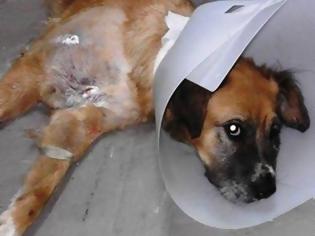 Φωτογραφία για Βρήκαν τον σκύλο χτυπημένο και πυροβολημένο έξι φορές με αεροβόλο στην Μαλάξα Χανίων