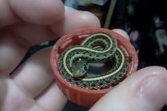 Θα τρελαθείτε! Αυτά είναι τα πιο μικροσκοπικά φίδια που έχετε δει ποτέ