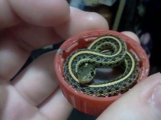 Φωτογραφία για Θα τρελαθείτε! Αυτά είναι τα πιο μικροσκοπικά φίδια που έχετε δει ποτέ