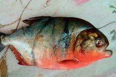 ΕΙΚΟΝΑ - ΣΟΚ: Επίθεση σε ψαρά από κόκκινο πιράνχα...