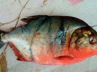 Φωτογραφία για ΕΙΚΟΝΑ - ΣΟΚ: Επίθεση σε ψαρά από κόκκινο πιράνχα...