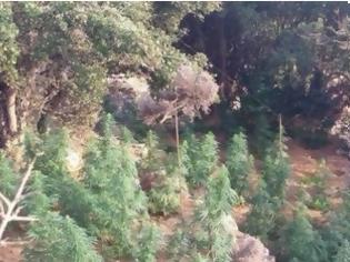 Φωτογραφία για Δύο οι φυτείες κάνναβης που εντόπισε η ΕΛΑΣ στο Μυλοπόταμο – Άφαντοι οι καλλιεργητές
