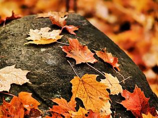 Φωτογραφία για ΤΟ ΗΞΕΡΕΣ;- Γιατί κιτρινίζουν τα φύλλα το φθινόπωρο; [photos+video]