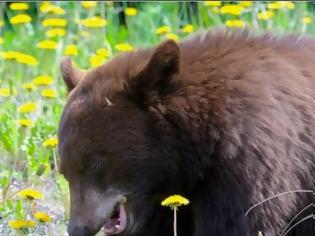 Φωτογραφία για Η vegan διατροφή εξαφάνισε ένα ολόκληρο είδος αρκούδας