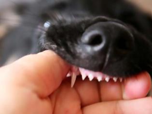 Φωτογραφία για Οδηγίες για το βούρτσισμα των δοντιών του σκύλου ή της γάτας μας