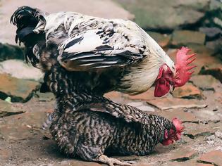Φωτογραφία για Αυτό το ΞΕΡΑΤΕ; Πώς ζευγαρώνουν οι κότες...;