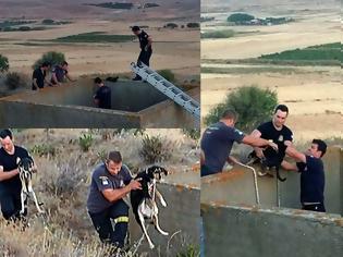 Φωτογραφία για Λήμνος: Πυροσβέστες έσωσαν σκύλους πεταμένους μέσα σε τσιμεντένια δεξαμενή
