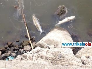 Φωτογραφία για Νεκρά ψάρια ξεβράστηκαν σε παραπόταμο του Πηνειού στα Μεσάγγαλα Λάρισας [photos]