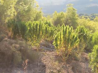 Φωτογραφία για Εντοπίστηκαν δύο φυτείες δενδρυλλίων κάνναβης στην Κορινθία
