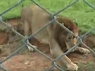 Φωτογραφία για Λιοντάρι που σώνεται από τσίρκο, αγγίζει το χώμα για πρώτη φορά στη ζωή του!