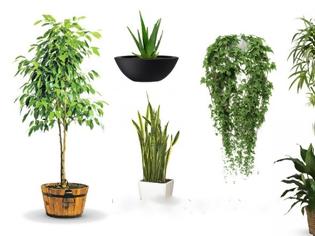 Φωτογραφία για ΑΥΤΑ είναι τα Φυτά ΒΟΜΒΕΣ Οξυγόνου που θα ΠΡΕΠΕΙ να έχετε στο Σπίτι σας...