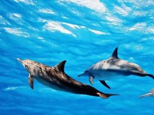 Φωτογραφία για Κατέγραψαν δελφίνια να τα… λένε μεταξύ τους όπως δύο άνθρωποι!