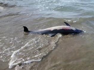 Φωτογραφία για Νεκρό δελφίνι στη Νέα Παραλία της Θεσσαλονίκης
