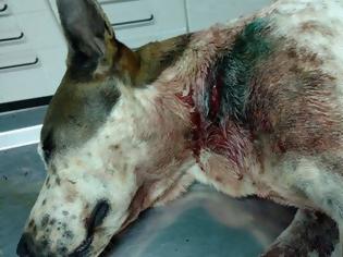 Φωτογραφία για Μάνδρα Ξάνθης: Πυροβόλησε με καραμπίνα τον αδέσποτο σκύλο