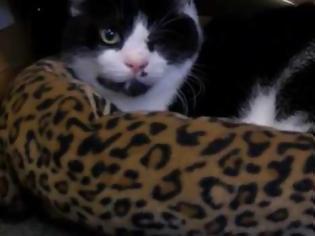 Φωτογραφία για Εφτάψυχος αυτός ο γάτος: Πέθανε και 5 μέρες μετά αναστήθηκε