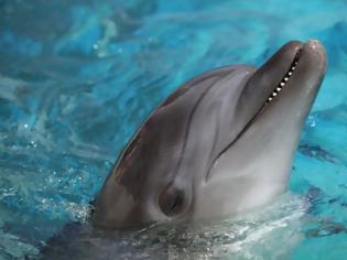 Φωτογραφία για Επιβεβαιώθηκε! Τα δελφίνια μιλάνε – Η γλώσσα τους έχει τουλάχιστον 1.000 λέξεις!