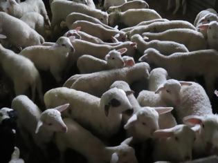 Φωτογραφία για Καταδίωξη στην Κρήτη για... κλεμμένα πρόβατα!