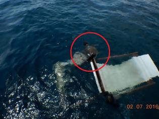Φωτογραφία για Απελευθέρωσαν υγιή την θαλάσσια χελώνα που είχε παγιδευτεί σε ξαπλώστρα στη μαρίνα του Φαλήρου