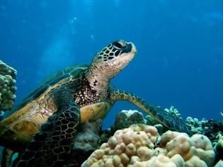 Φωτογραφία για Γιατί δεν πρέπει να ταΐζουμε τις θαλάσσιες χελώνες