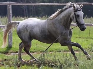 Φωτογραφία για Περιπέτεια Τρικαλινού ντελιβερά με άλογο!