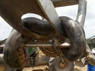 Φωτογραφία για Γιγάντιο φίδι δέκα μέτρων βρέθηκε στη Βραζιλία [photos + video]